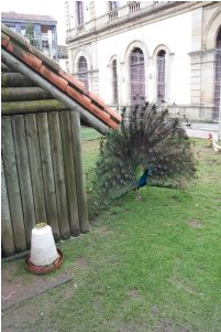 pavo