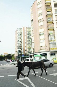 Un hombre tira de su mula mientras cruza por la calle Pelayo, en Avils.